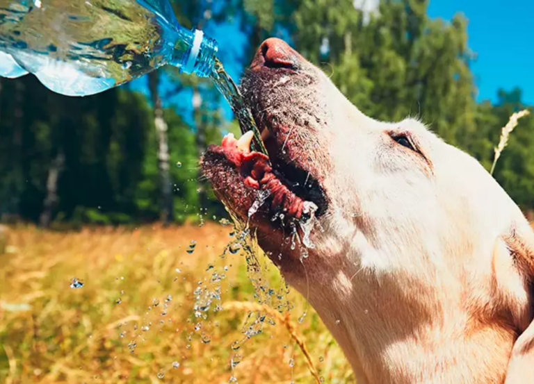 pet no calor